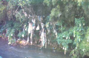 Water-pollution of Umkhrah stream through disposal of household refuse by uncaring residents along its banks