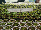 Nepenthes Khasiana at Forestry Division 4th Mile, East Khasi Hills District - dated 23-06-2017