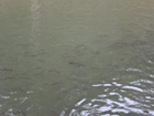 Fish seedlings, River Ganol, West Garo Hills District - dated 19-04-2017