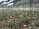 Gerbera flower plants, Polly House, West Garo Hills District - dated 19-04-2017