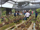 Antherium flower plants Polly House, West Garo Hills District - dated 19-04-2017